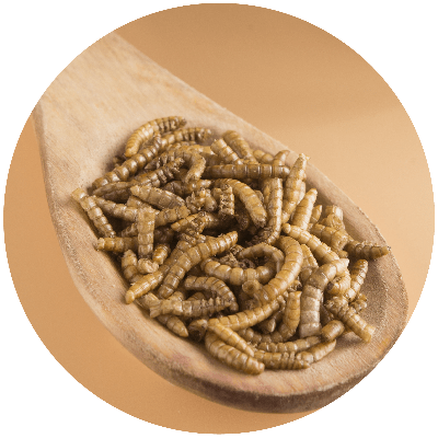 The Best Bird Food Supplement Meal Worms 8oz Mealworms &amp; More Meal Worms! 11-MW-8